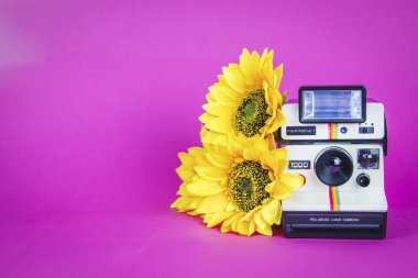 Canlı pembe arka planda ayçiçekleri olan polaroid fotoğraf makinesi.