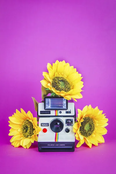 Polaroid Fotoaparát Slunečnicemi Pulzujícím Růžovém Pozadí — Stock fotografie