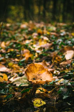  Bir sonbahar gününde bir ormanda üç mantar.