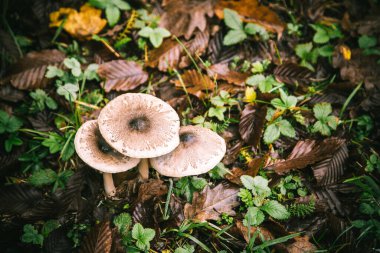  Bir sonbahar gününde bir ormanda üç mantar.