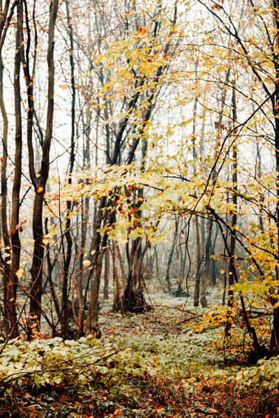 Misty forest branches on an autumn day