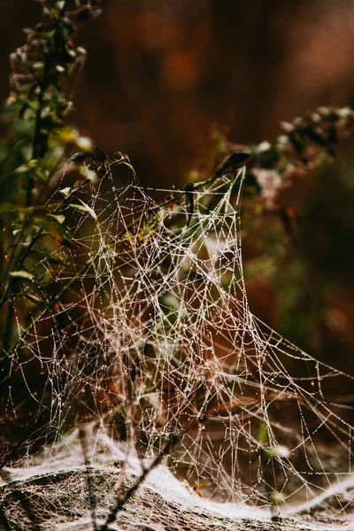 Teia Aranha Uns Ramos Uma Floresta Dia Outono — Fotografia de Stock