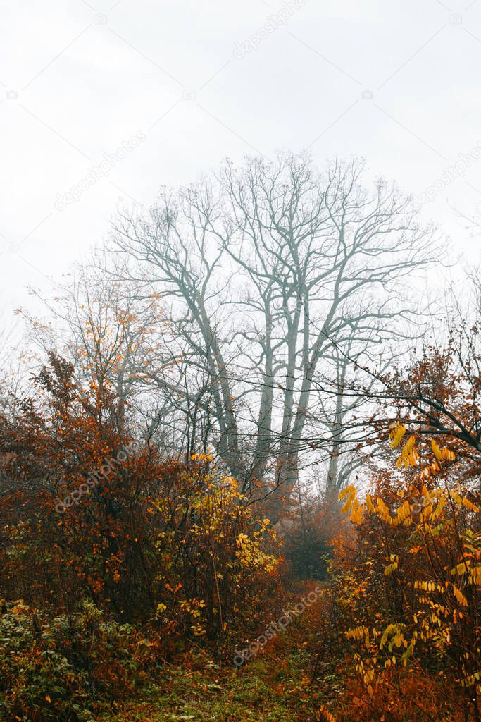 Misty forest landscape on an autumn day