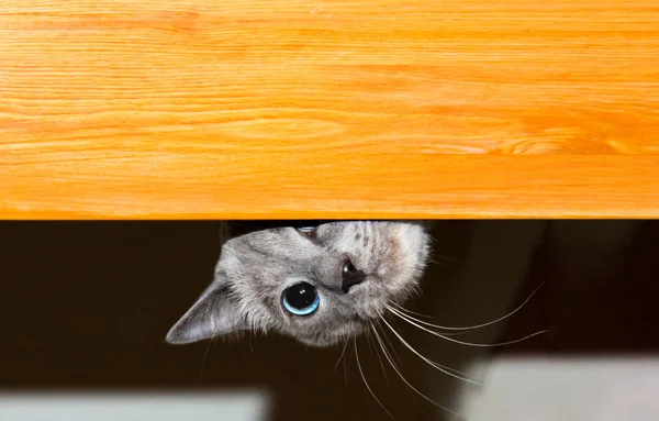 Verängstigte thailändische Katze blickt hinter Bord, echte Emotion Stockfoto