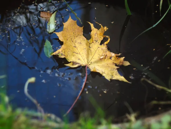 Seated autumn on water — Stock Photo, Image