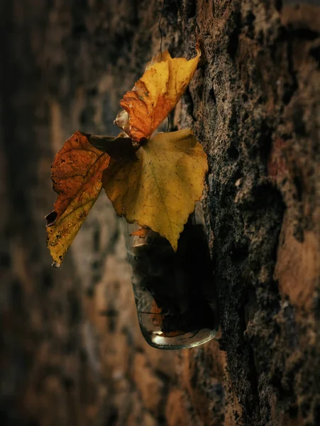 Pequeño ramo de otoño — Foto de Stock