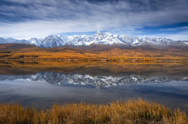 Panorama of snow-white mountains on the background of a lake and yellow trees in autumn in the Altai — Stock Image Panorama Snow White Mountains Background Lake Yellow Trees Autumn Altai Stock Picture