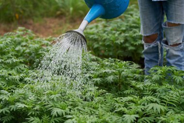 Sulama genç Marigold çiçek sulama olabilir ile çalışan eller .