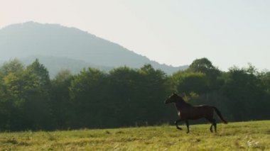 siyah at runing yeşil alan boyunca