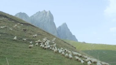 yeşil çayır üzerinde otlatma koyun sürüsü
