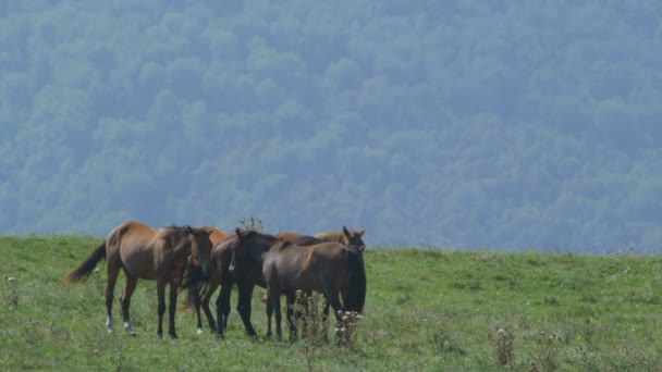 Manada de caballos pastando en el prado — Vídeos de Stock