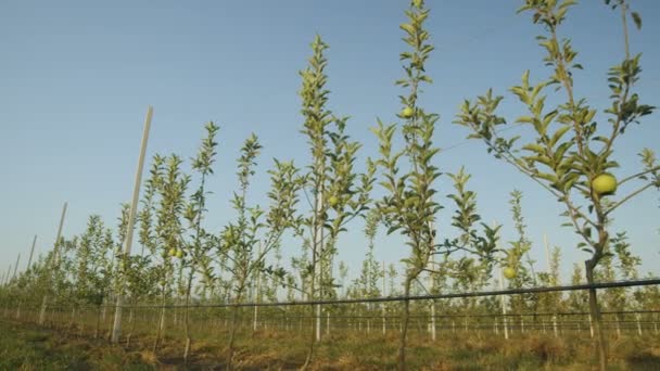 Rijen van appelbomen op plantage — Stockvideo