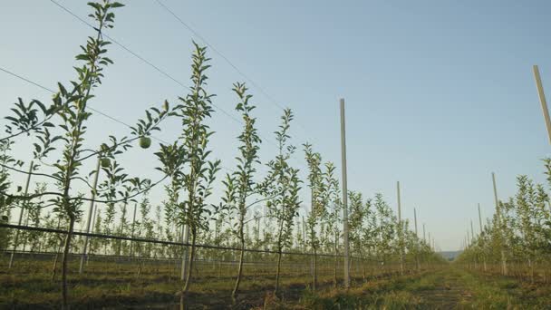 Reihen von Apfelbäumen auf Plantage — Stockvideo