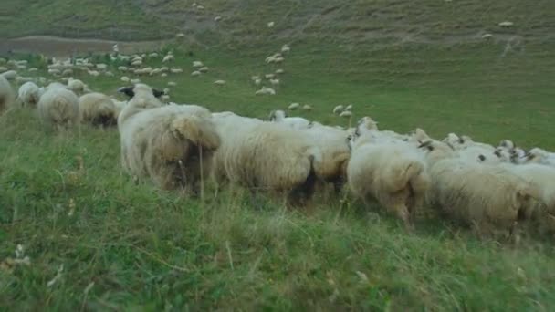 Pâturage du troupeau de moutons sur la prairie verte — Video