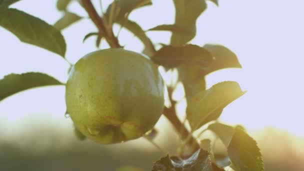 Zelené jablko s kapkami vody — Stock video