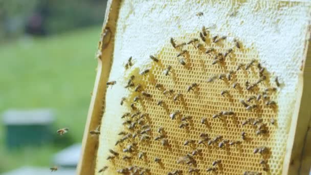 Apicultor em virar favos de mel — Vídeo de Stock