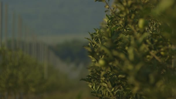 Rangées de pommiers sur la plantation — Video