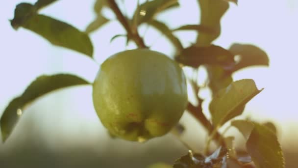 Green apple with water drops — Stock Video