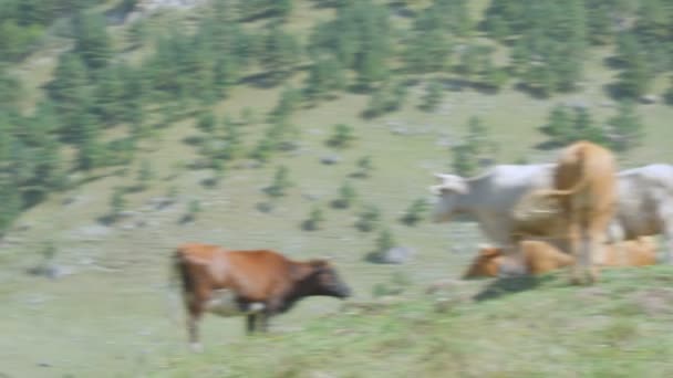 牧草地に放牧牛の群れ — ストック動画