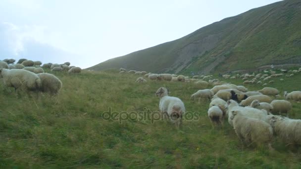 Gregge di pecore al pascolo sul prato verde — Video Stock