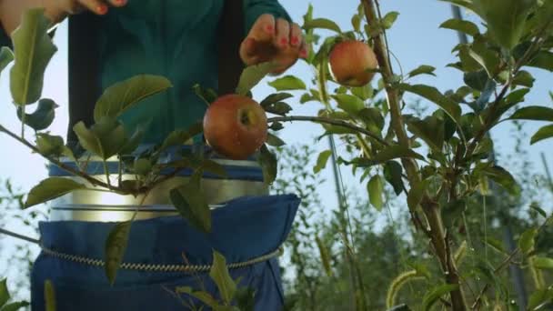 Γυναίκα μαζεύοντας μήλο από το δέντρο — Αρχείο Βίντεο