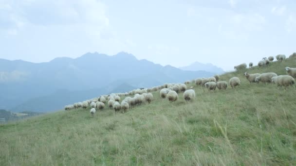 Yeşil çayır on otlatılması koyun sürüsü — Stok video