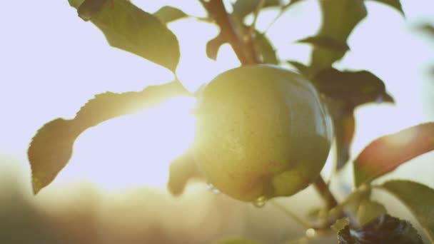 Rama joven con jugosa manzana verde — Vídeo de stock