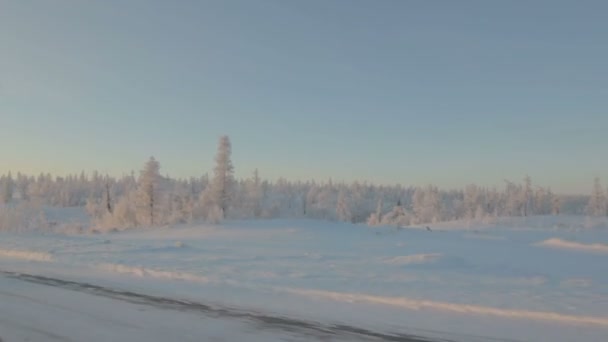 Forêt d'hiver avec arbres enneigés — Video