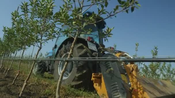 Traktorn flyttar bland äppelträd linjer — Stockvideo