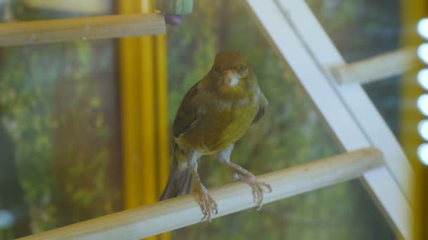 Птах сидить на окуньці і співає — стокове відео