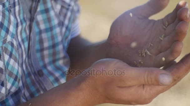 Uomo versando piccoli chicchi di grano — Video Stock
