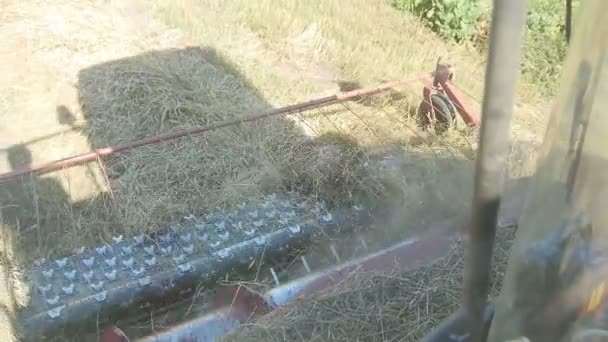 Combinar colheitadeira coleta de grama chanfrada — Vídeo de Stock