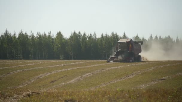 Mähdrescher fährt im grünen Feld — Stockvideo