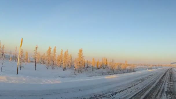 Gewiste manier met bomen op de straatkant — Stockvideo