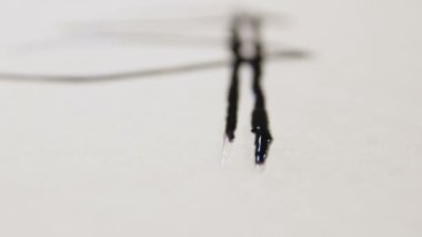  siyah damla çiçek yaprakları Yayilim