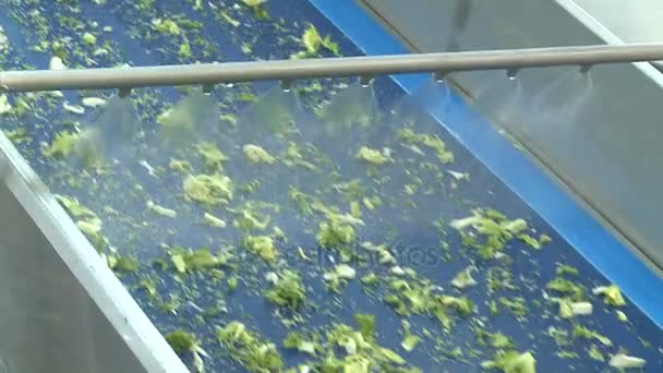 Kazan Tatarstan Rusland Augustus 2017 Camera Toont Frisse Groene Salade — Stockvideo
