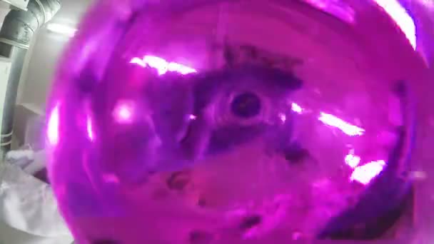 Macro Bottom View Assistant Laboratoire Secoue Ampoule Liquide Rose Devient — Video