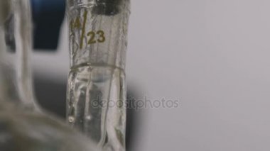 Makro uzun açık cam pipet koymak içine tüp sarı sıvı örnek modern bitki laboratuvarda alır.