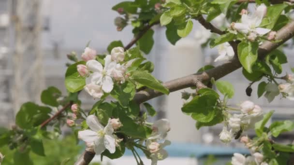 Närbild Färska Blommande Apple Trädgren Och Moderna Raffinaderiet Växt Konstruktioner — Stockvideo