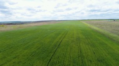 buğday sonsuz gri gökyüzü gün beyaz bulutlar ile karşı müthiş havadan görünümü geniş taze yeşil alanıyla