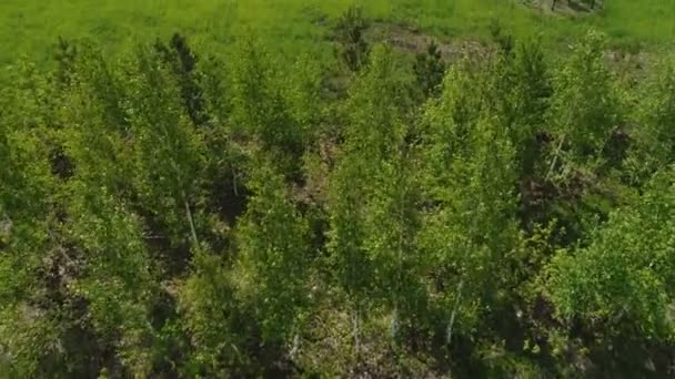 晴れた日に側の地震駅から近代的な大規模な緑の麦畑で上部のビュー林 — ストック動画