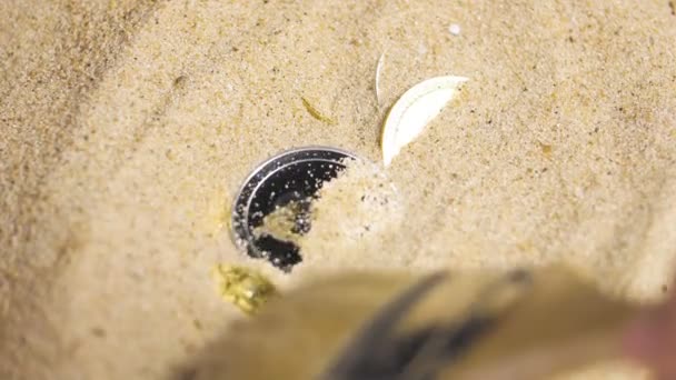 Brush Cleaning Golden Coins Sand — Stock Video