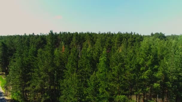 Pinhal velho contra distante calmo lago vista panorâmica — Vídeo de Stock