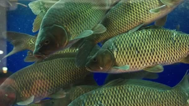 Peixes grandes nadam em aquário claro vista de perto câmera lenta — Vídeo de Stock