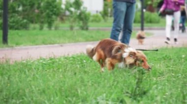 Kırmızı Sheltie köpeği yeşil çimenlikte yürüyor yavaş çekim