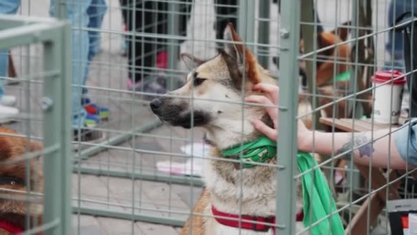 Woman strokes german shepherd at dog show slow motion — Stock Video