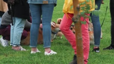 Corgi köpekleri, şehir parkının sahipleriyle çimenlikte yavaş çekimde oynuyor.