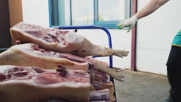 Работник тянет телегу с частями туши свиньи вдоль склада — стоковое видео