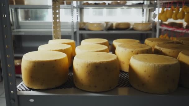 Motion along shelf with cheese heads in plant warehouse — Stock Video