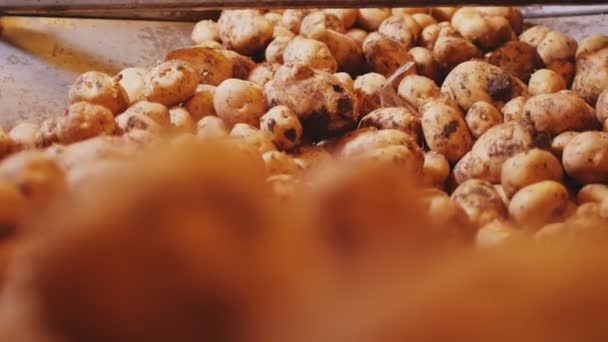 Куча свежего картофеля транспортируется по производственной линии — стоковое видео